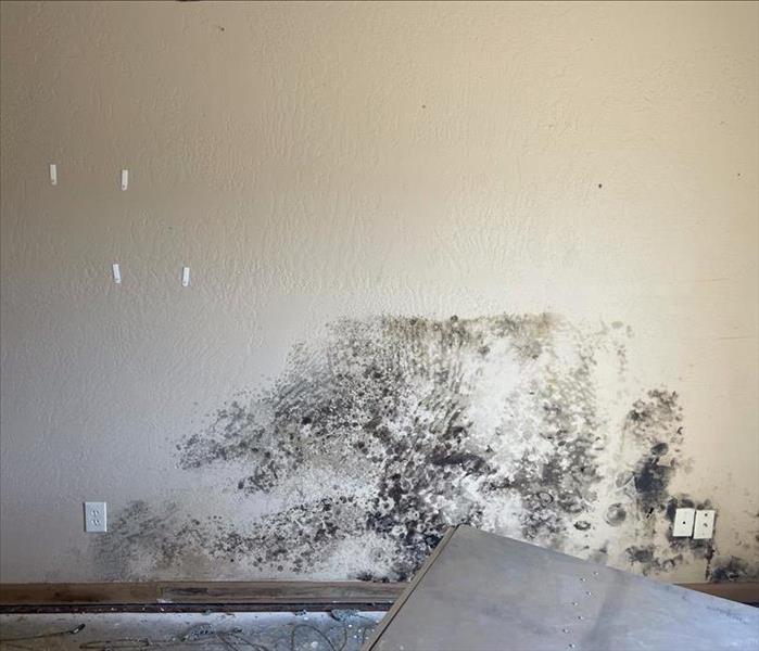 Before water mitigation & mold remediation 